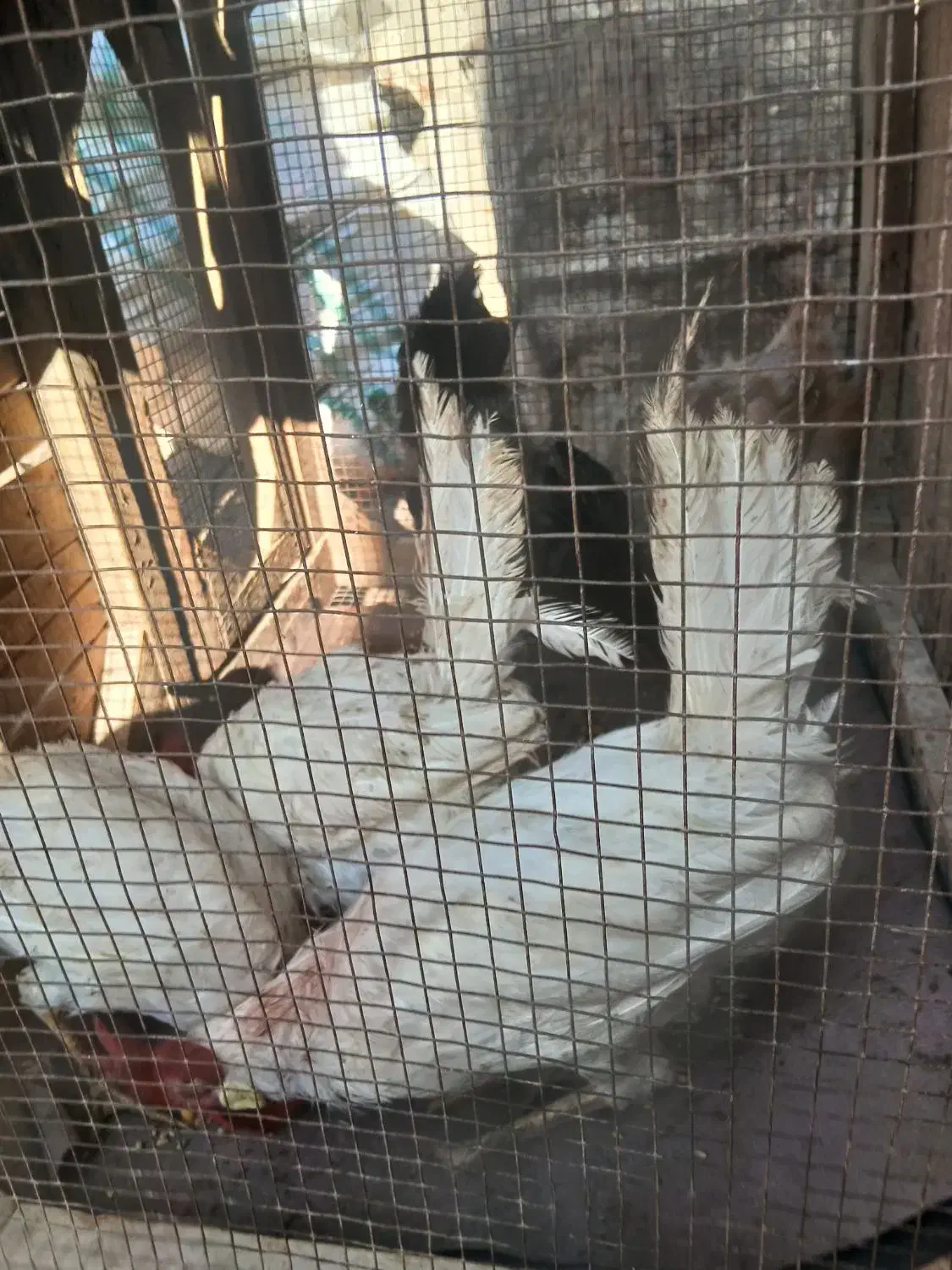 ۵ عدد مرغ خروس|حیوانات مزرعه|دشتابی, |دیوار