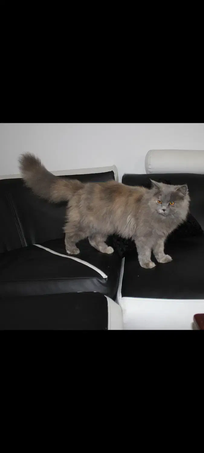 پرشین اسکاتیش|گربه|شیراز, ارم|دیوار