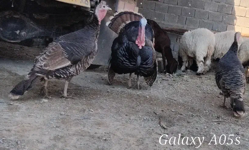 بوقلمون محلی|حیوانات مزرعه|سراوان, |دیوار