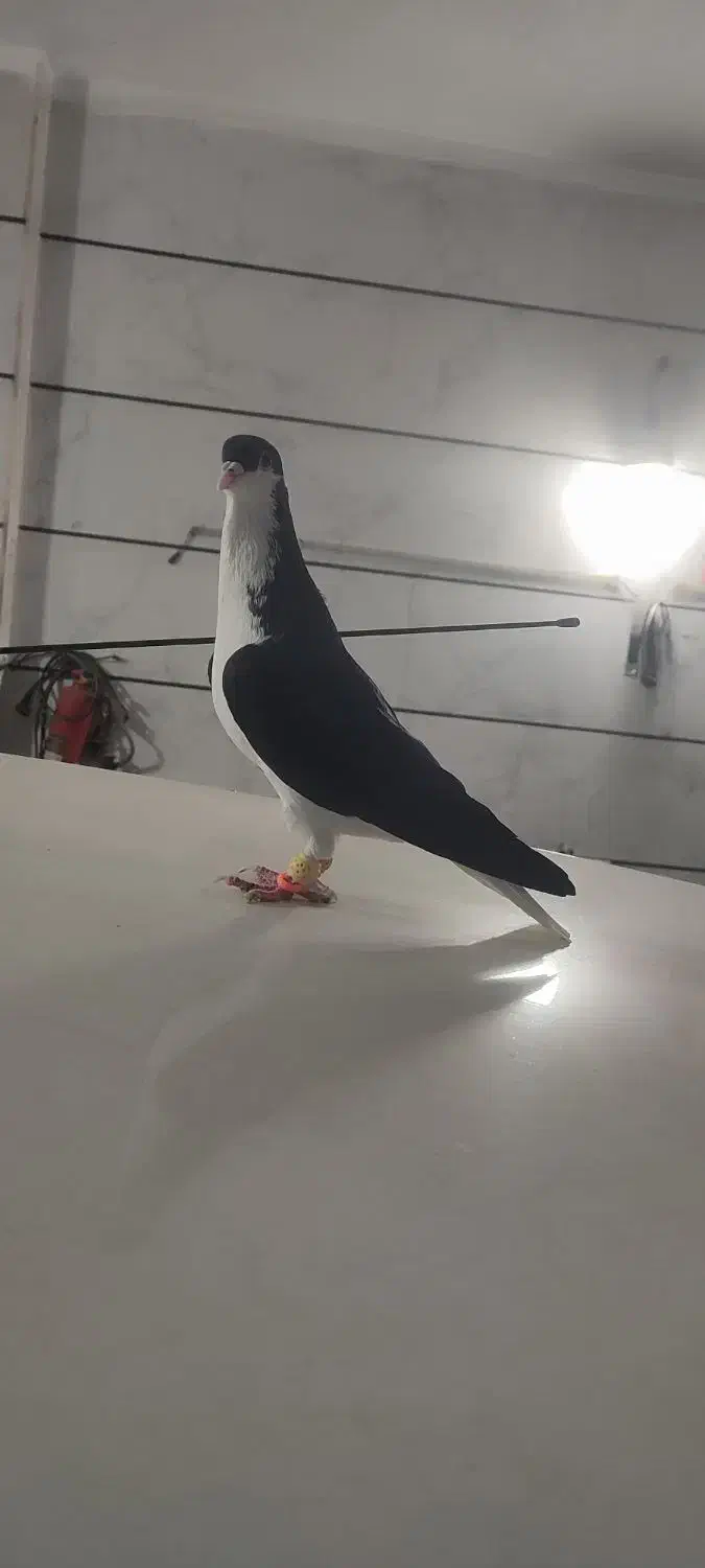 کبوتر|پرنده|قزوین, |دیوار