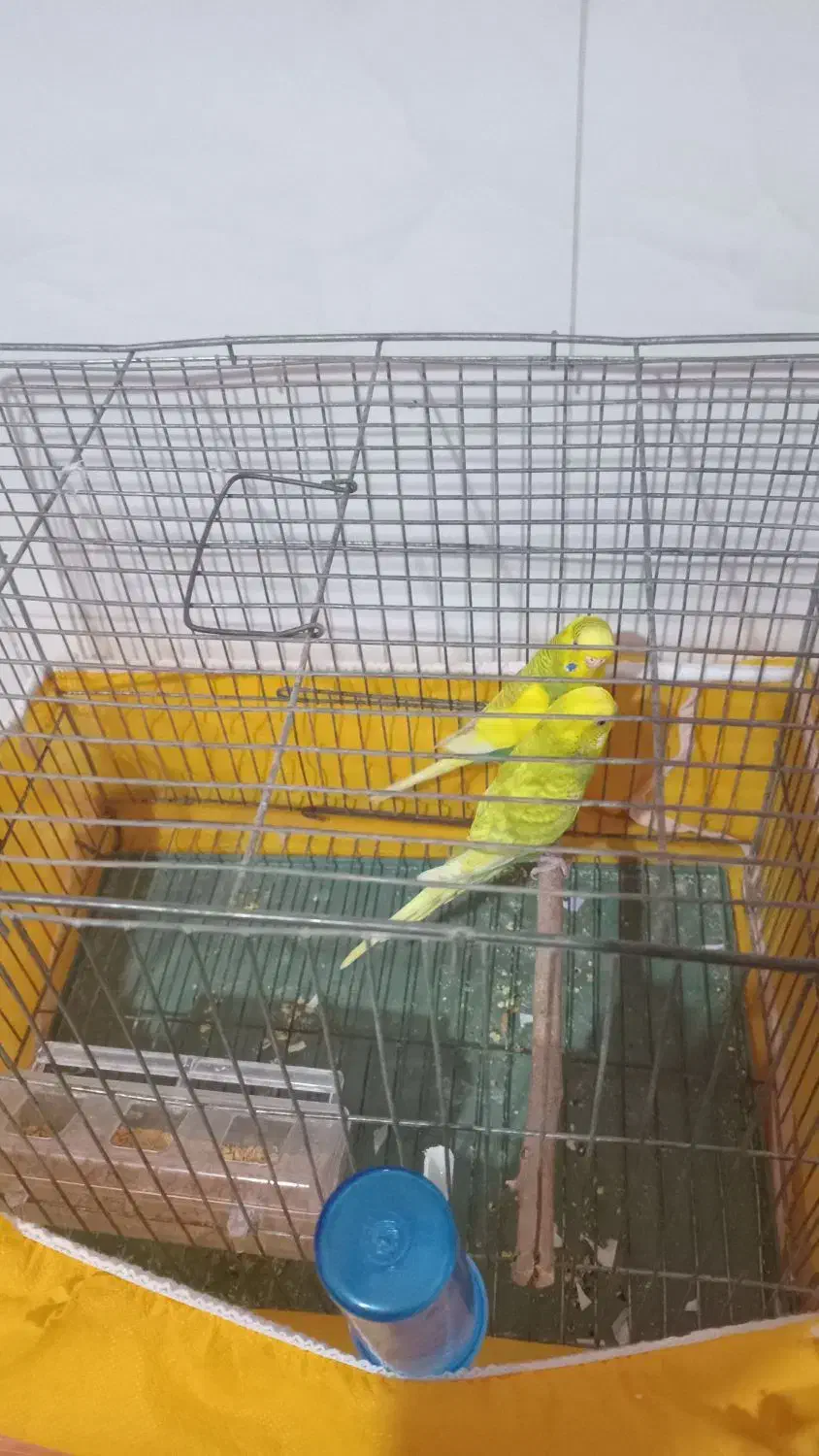 فروشی|پرنده|جیرفت, |دیوار