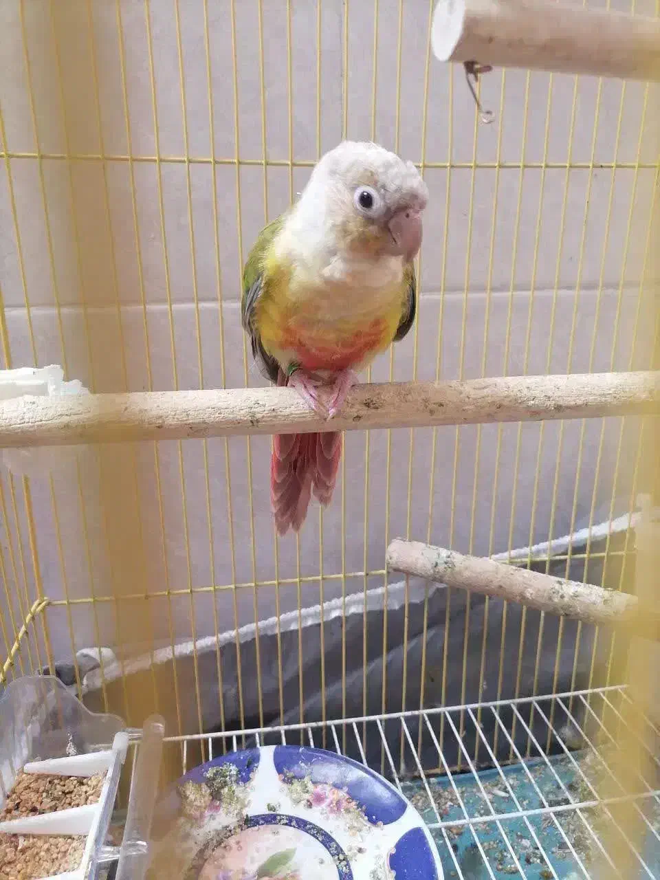 طوطی گرینچیک|پرنده|میبد, |دیوار