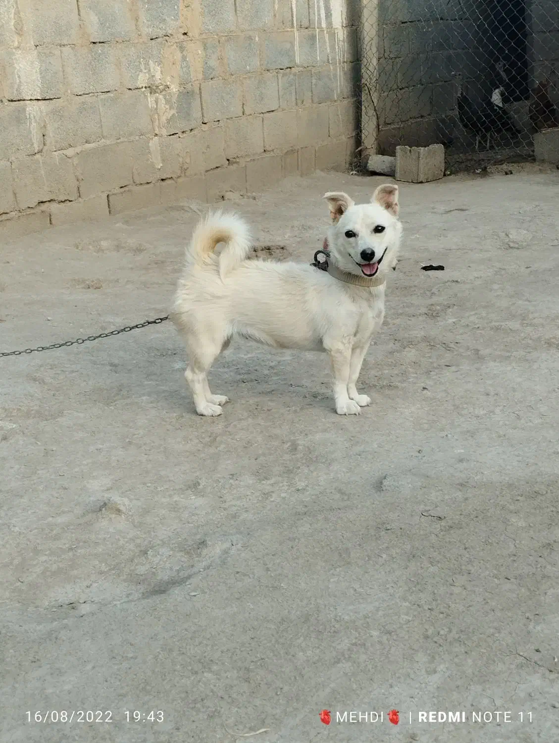 پاکوتاه|سگ|میلاجرد, |دیوار