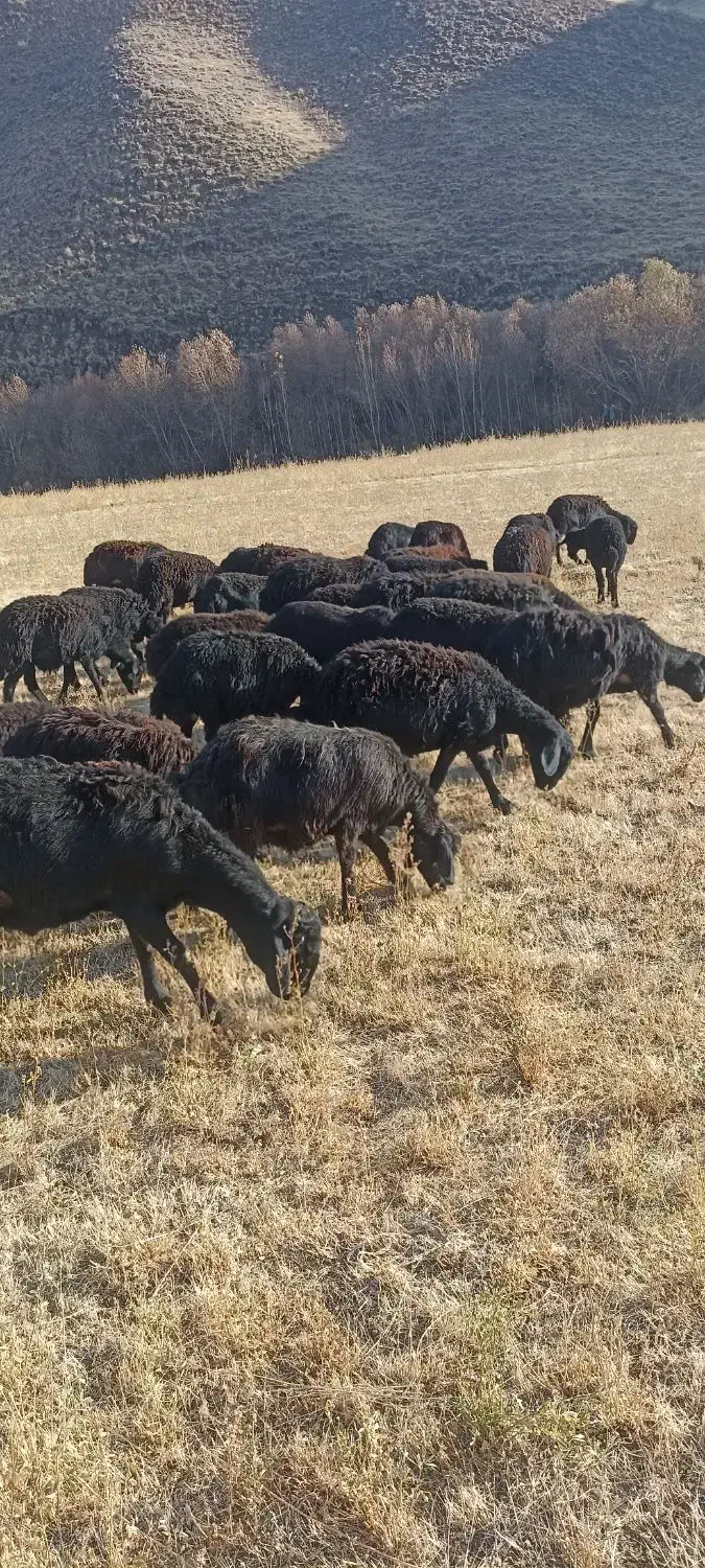 بره ماده|حیوانات مزرعه|شاهین دژ, |دیوار