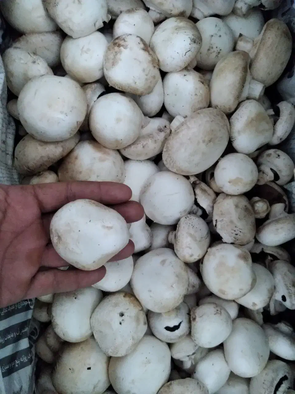 قارچ درجه یک|حراج|یزد, |دیوار