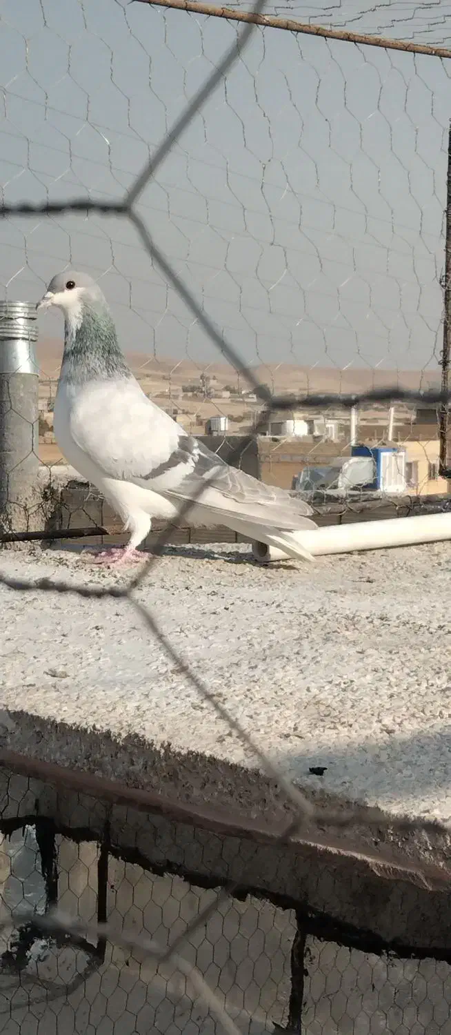 بدرنگ آبی دست اولی|پرنده|شیراز, میانرود|دیوار