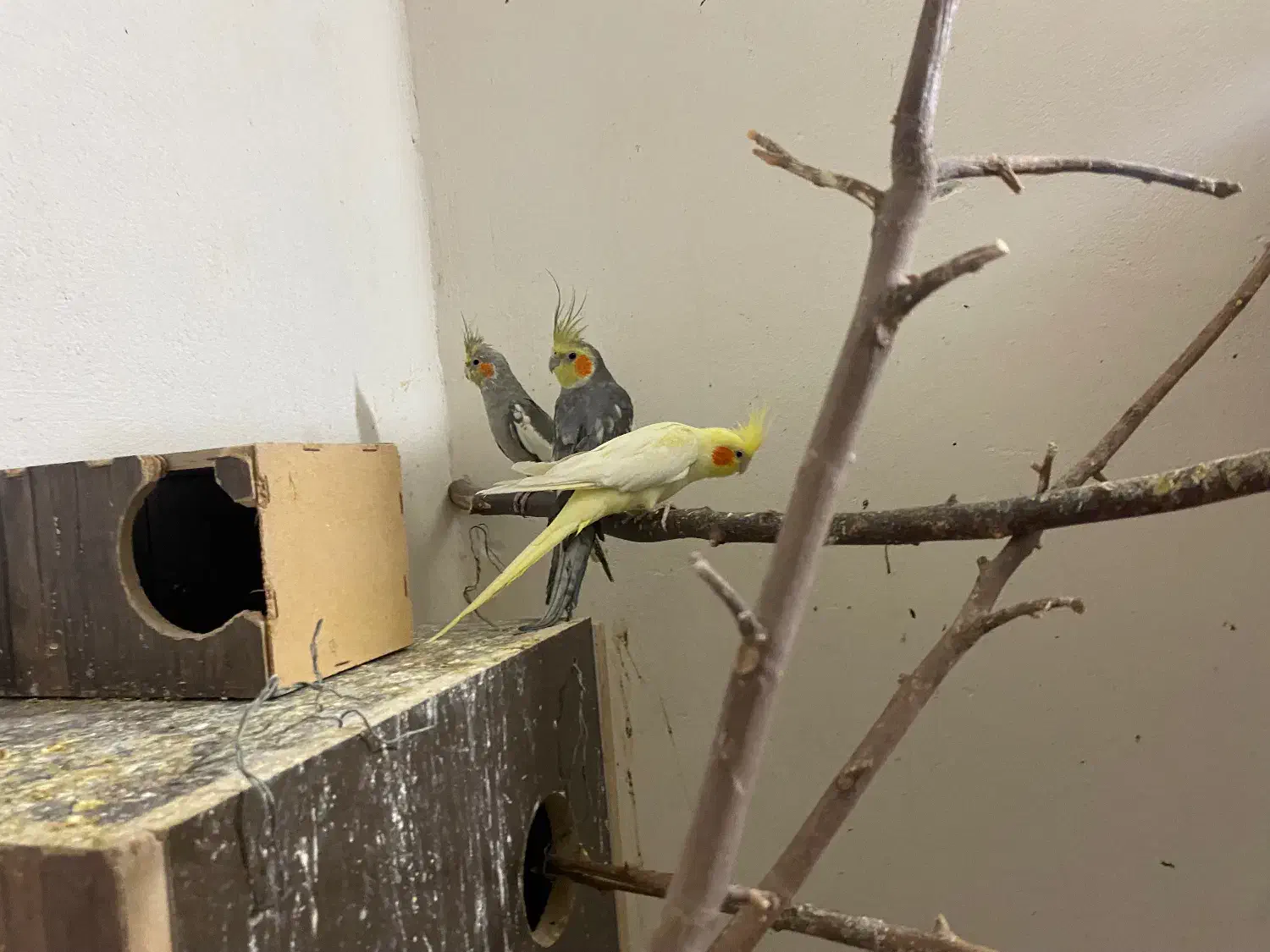 فروش سه عدد عروس هلندی|پرنده|جهرم, |دیوار