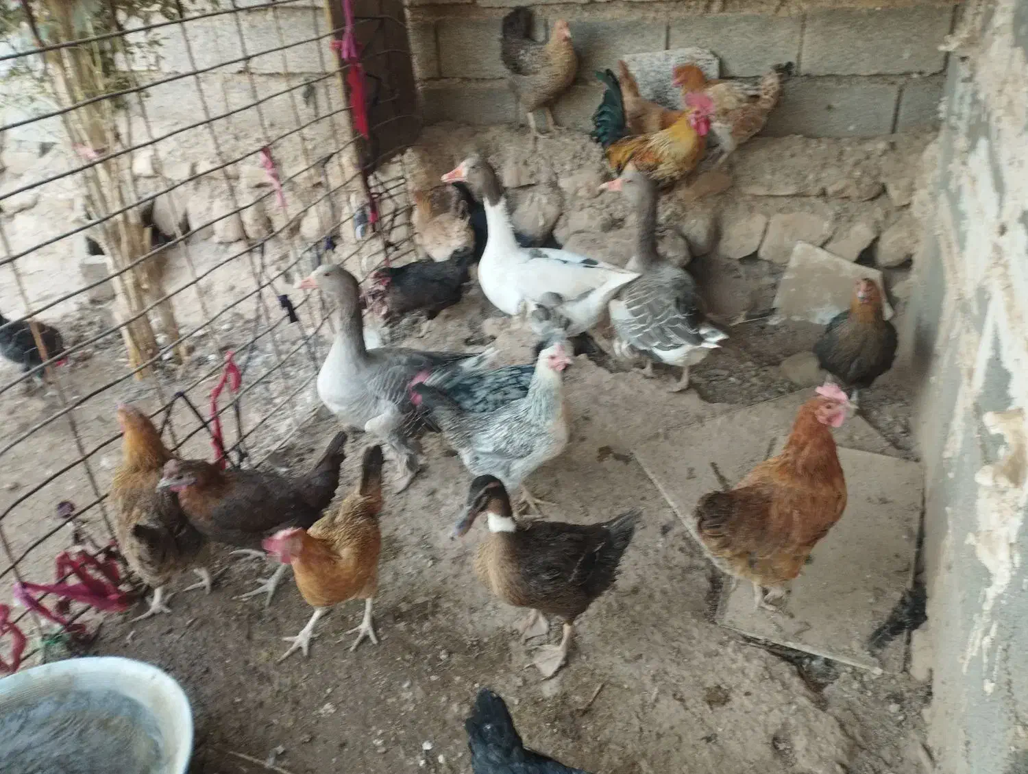 مرغ|حیوانات مزرعه|زرین آباد, |دیوار