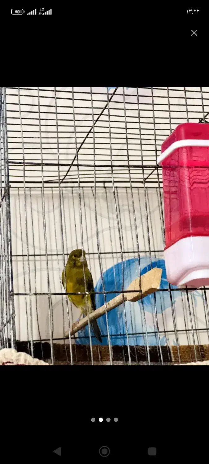 قناری نر سبز چمنی|پرنده|ششده و قره بلاغ, |دیوار