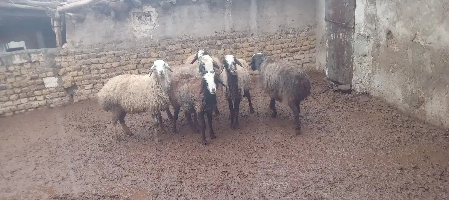 میش چاق عالی خوب|حیوانات مزرعه|رامند, |دیوار