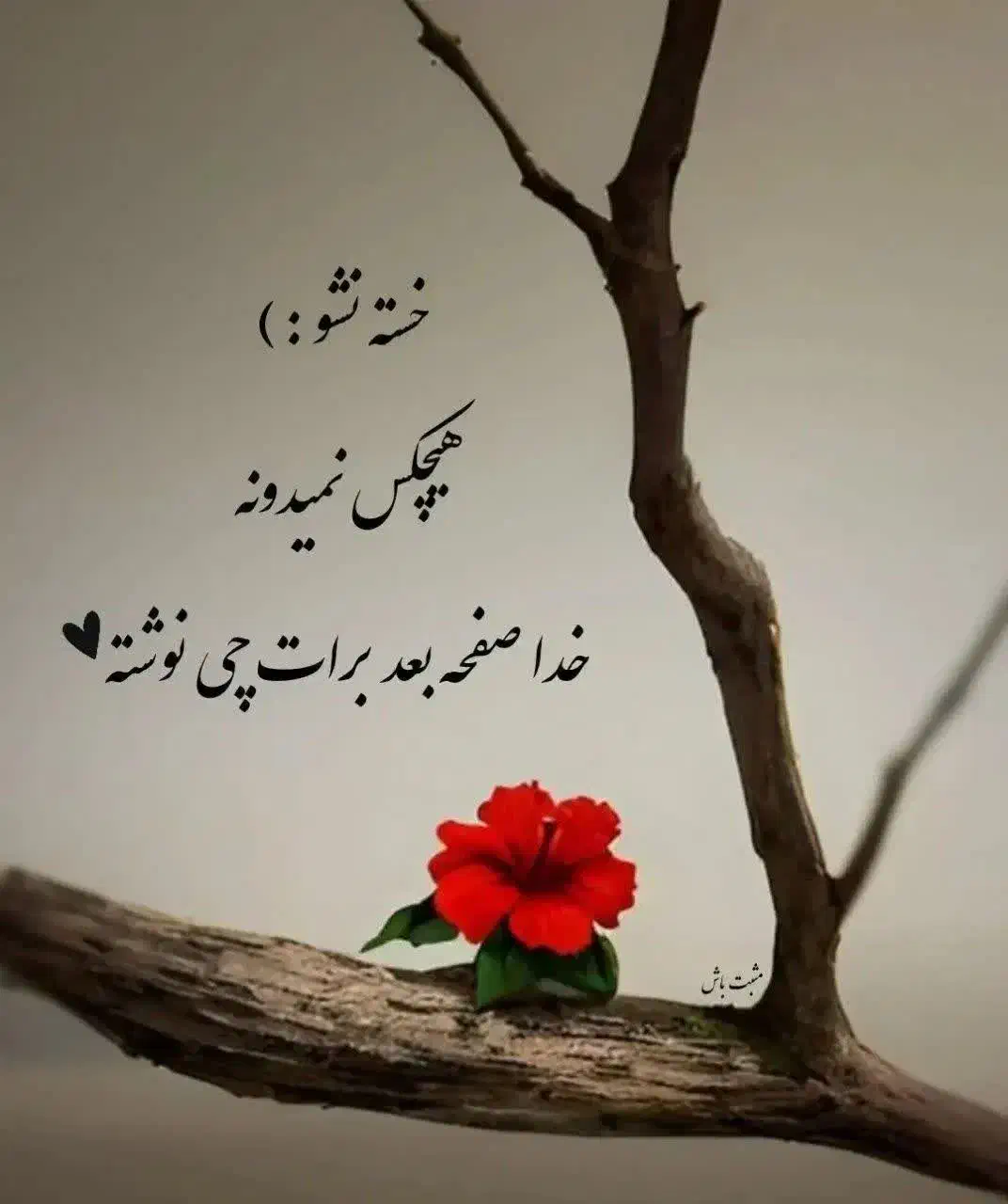 راهنمایی میخام از  مغازه داران پوشاک|فعالیت داوطلبانه|شیراز, سعدیه جنوبی|دیوار