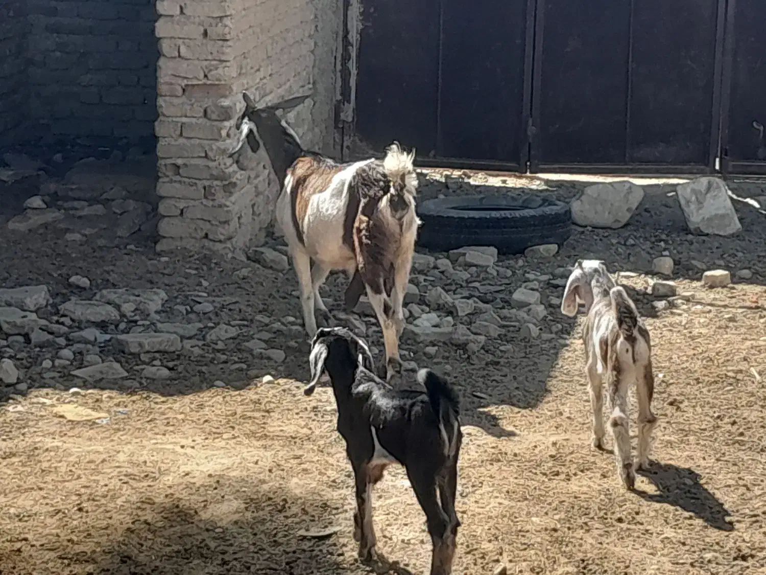 سلام بز دوقلو|حیوانات مزرعه|جهرم, |دیوار