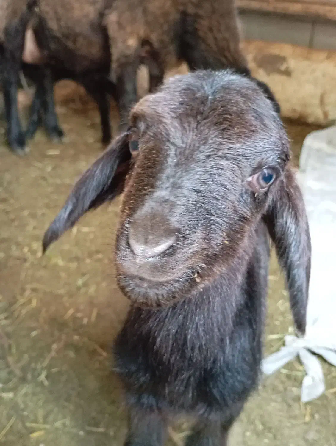 میش هترو دوقل|حیوانات مزرعه|ماهنشان, |دیوار