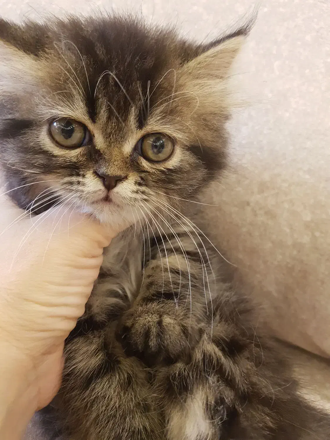 گربه|گربه|گنبد کاووس, |دیوار