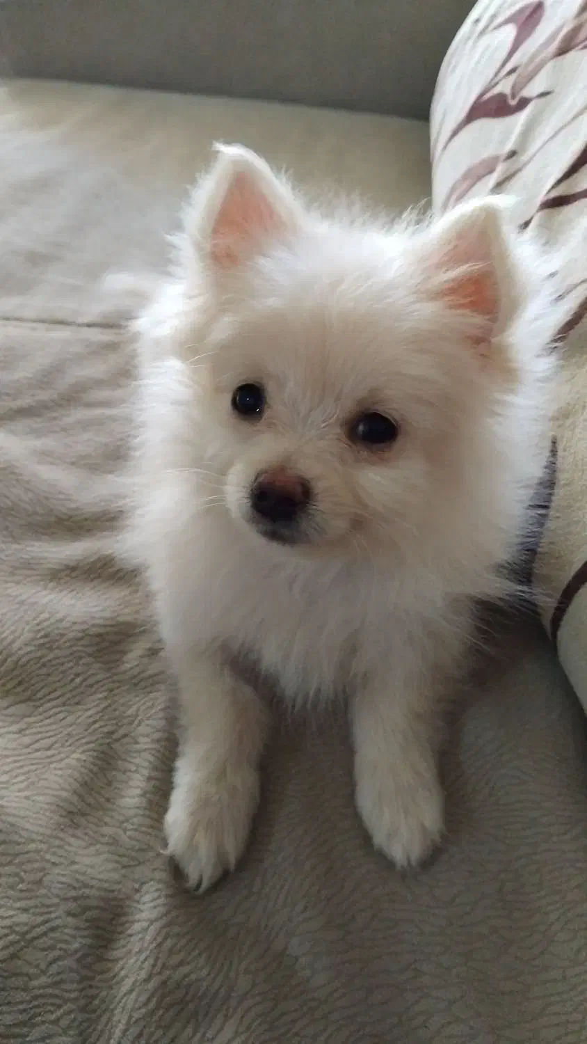 توله پامرانین سایز ریز ۵ماهه|سگ|فرخ‌شهر, |دیوار