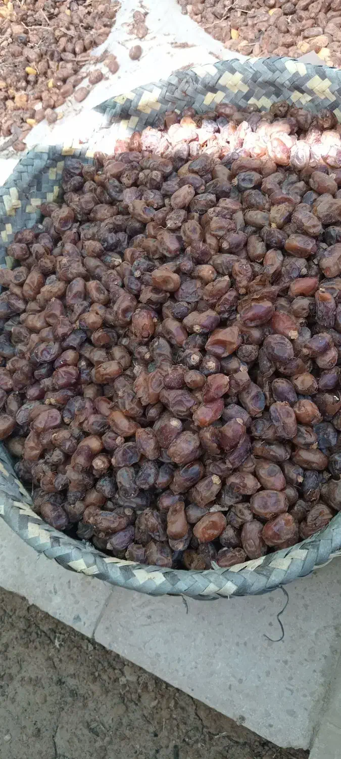 خرمای گنطار|حراج|شادگان, |دیوار