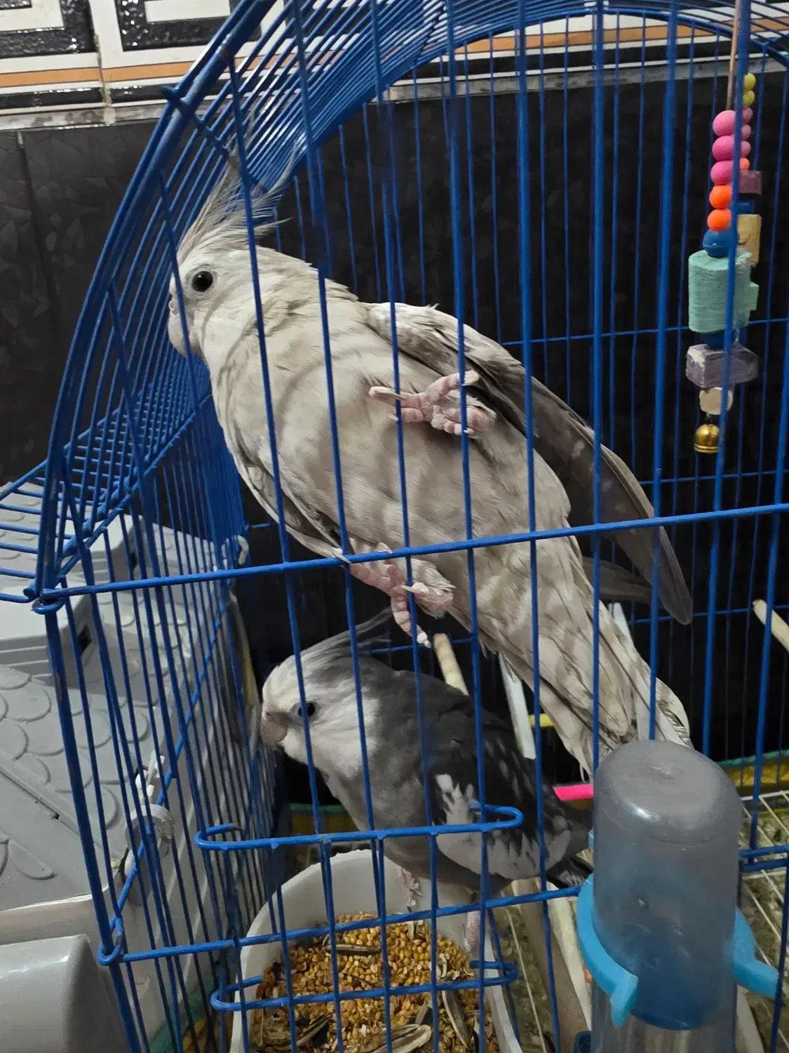 یک جفت عروس هلندی وایت فیس بالغ|پرنده|خورموج, |دیوار