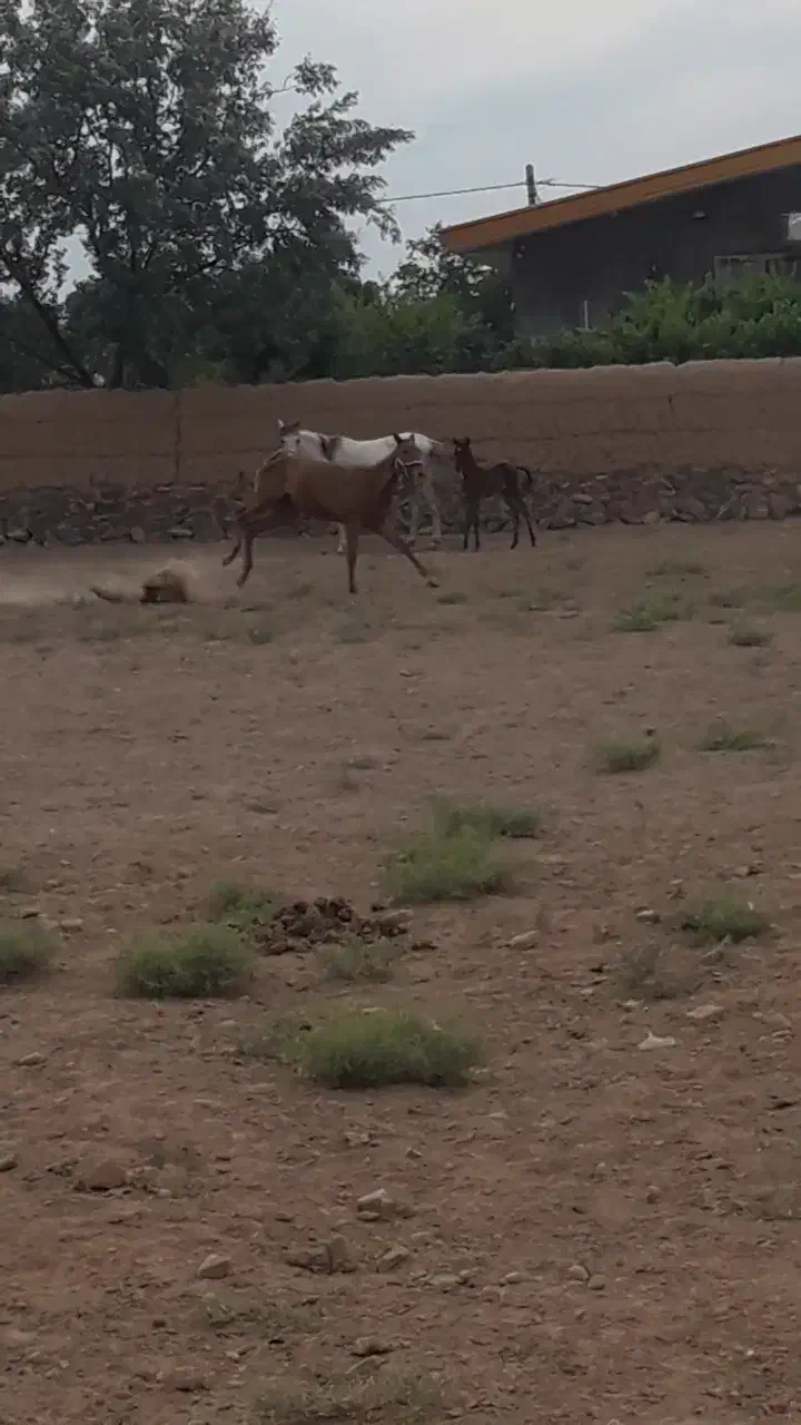 اسب|اسب و تجهیزات اسبسواری|معصومیه, |دیوار