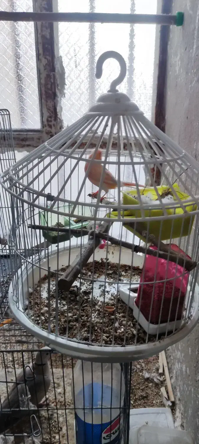 ....|لوازم جانبی حیوانات|سراوان, |دیوار