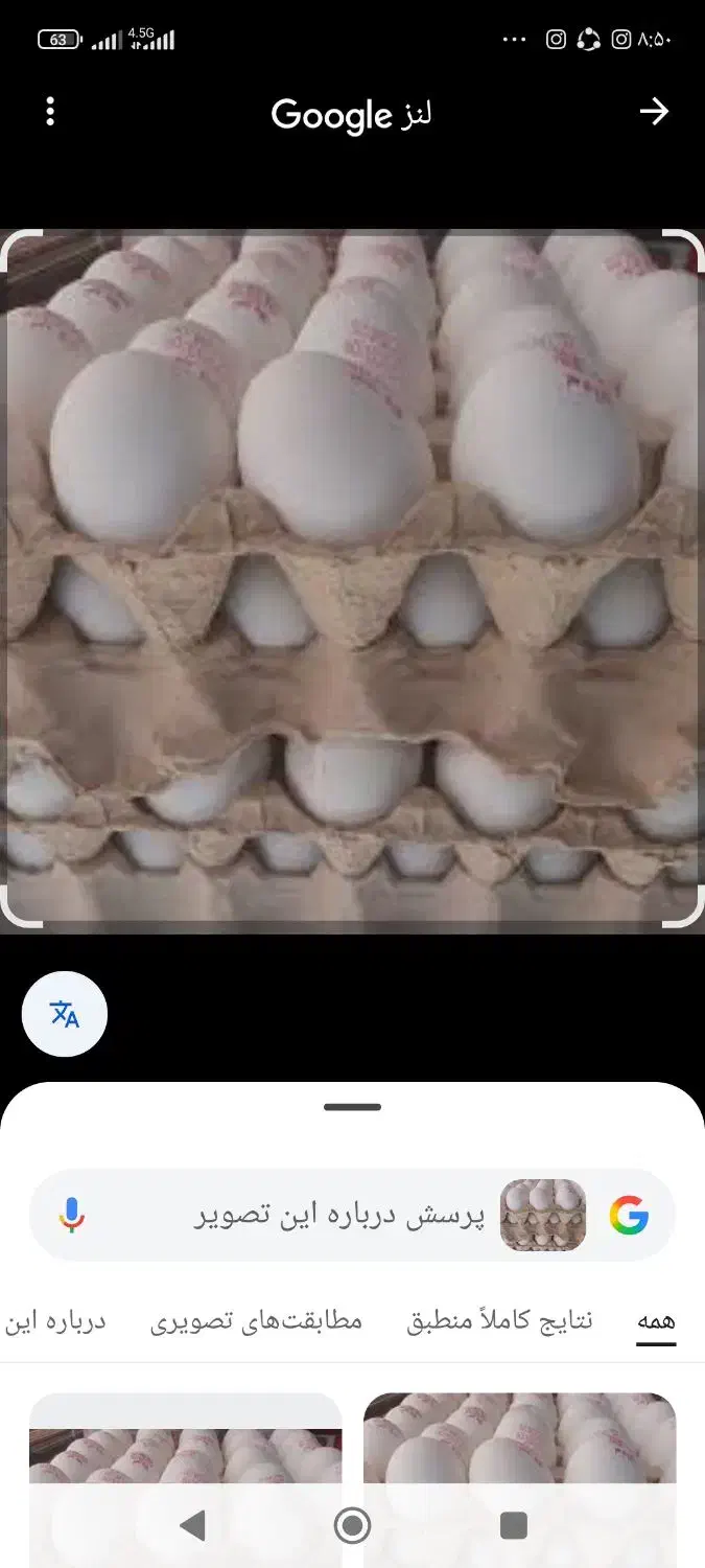 تخم مرغ|عمدهفروشی|مسجد سلیمان, |دیوار