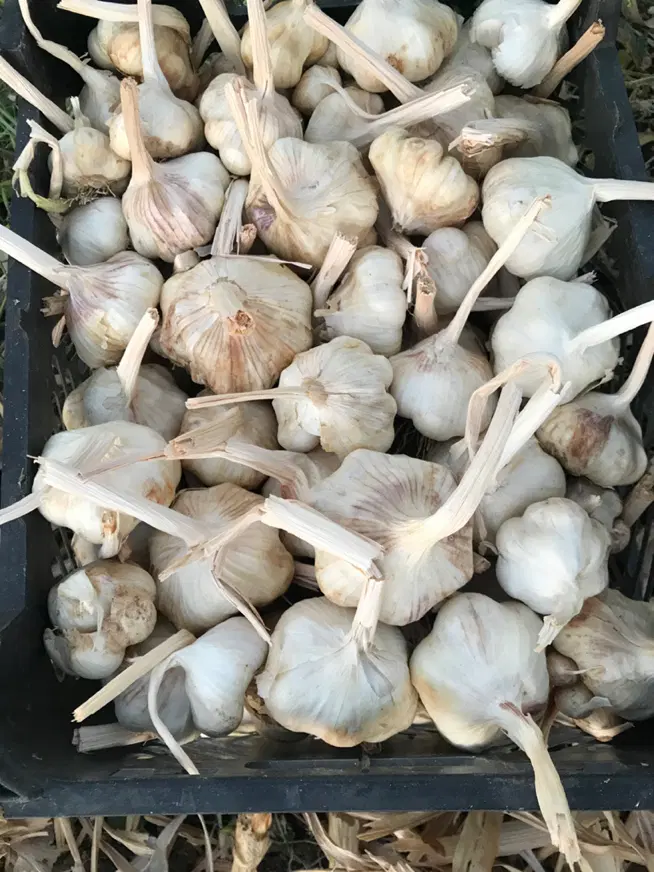 سیر|خوردنی و آشامیدنی|کامیاران, |دیوار