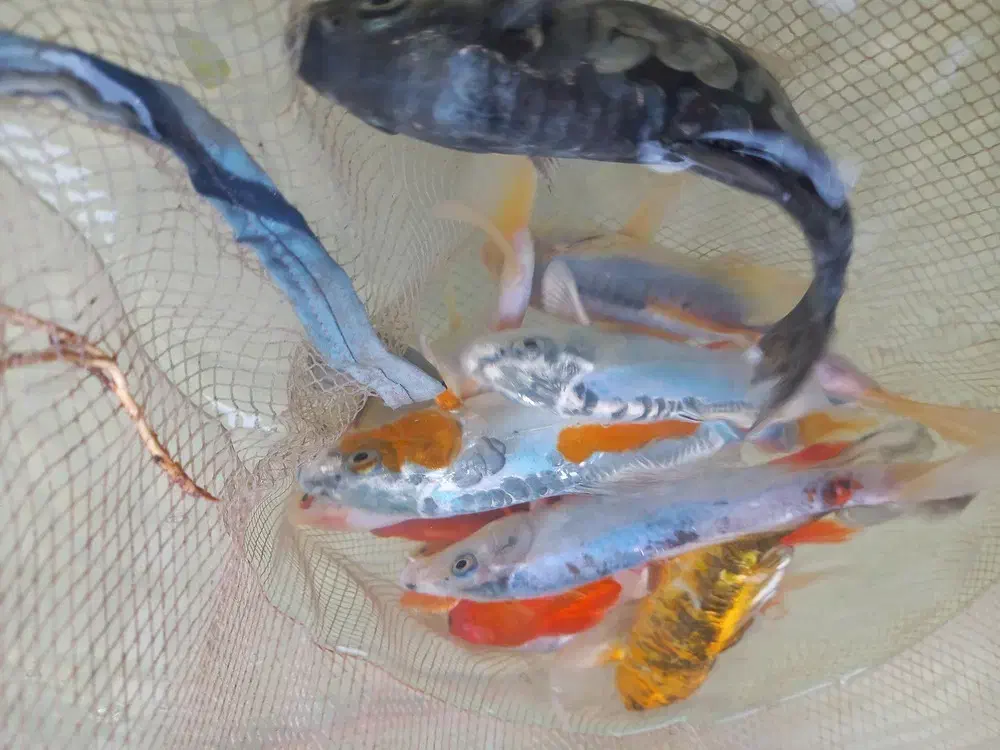 ماهی کوی استخری باغی|ماهی|مشهد, حجت|دیوار