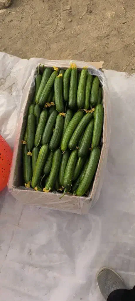 خیار درجه یک گلخانه ای|عمده‌فروشی|ری, سیزده آبان|دیوار
