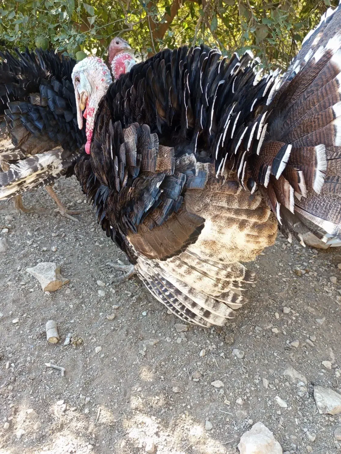 فروش کفش کیف بوقلمون|کیف، کفش، کمربند|دهدشت, |دیوار