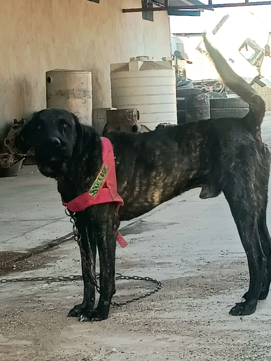 سگ دو رگ افغان معاوضه|سگ|سیرجان, |دیوار