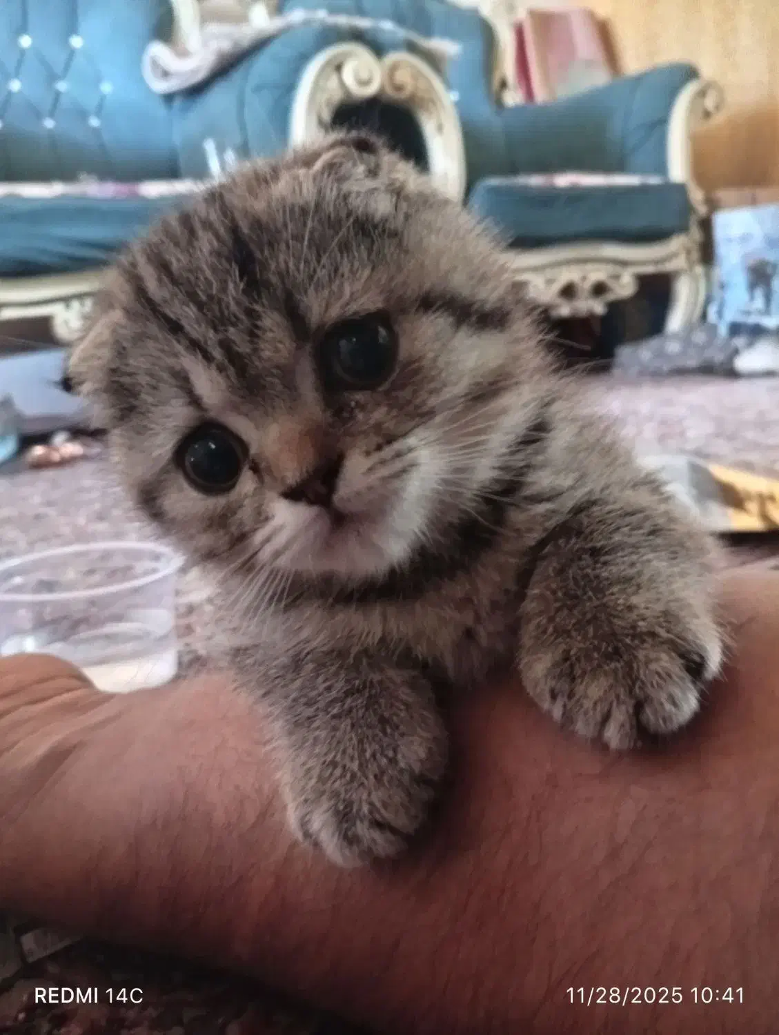 گربه  اسکاتیش (جفت نر و ماده)|گربه|رشت, خمیران زاهدان|دیوار