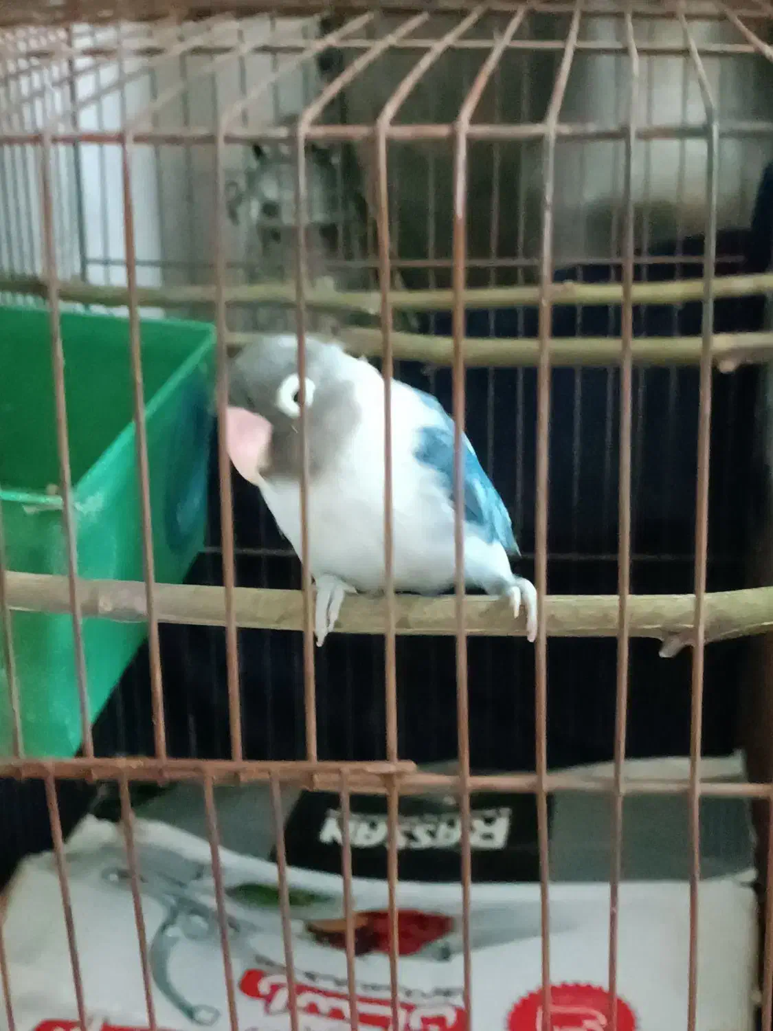 طوطی برزیلی|پرنده|محلات, |دیوار