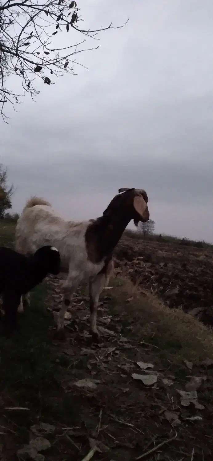 بز بزغاله گوسفند|حیوانات مزرعه|خان ببین, |دیوار