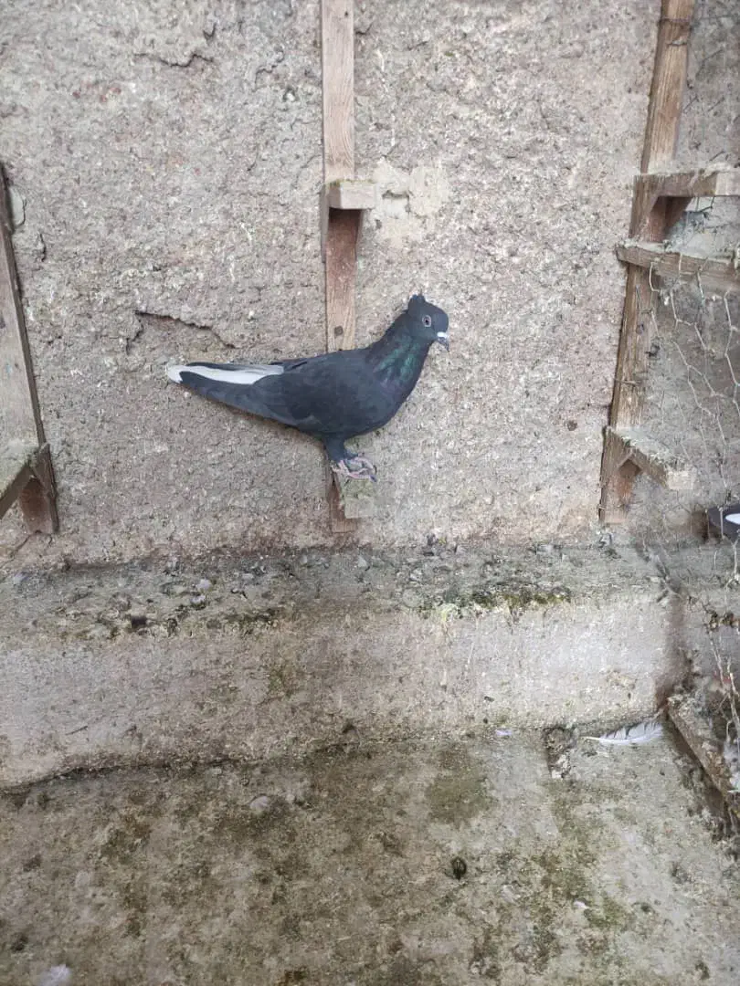 دم سفید جوان|پرنده|شیراز, تندگویان|دیوار