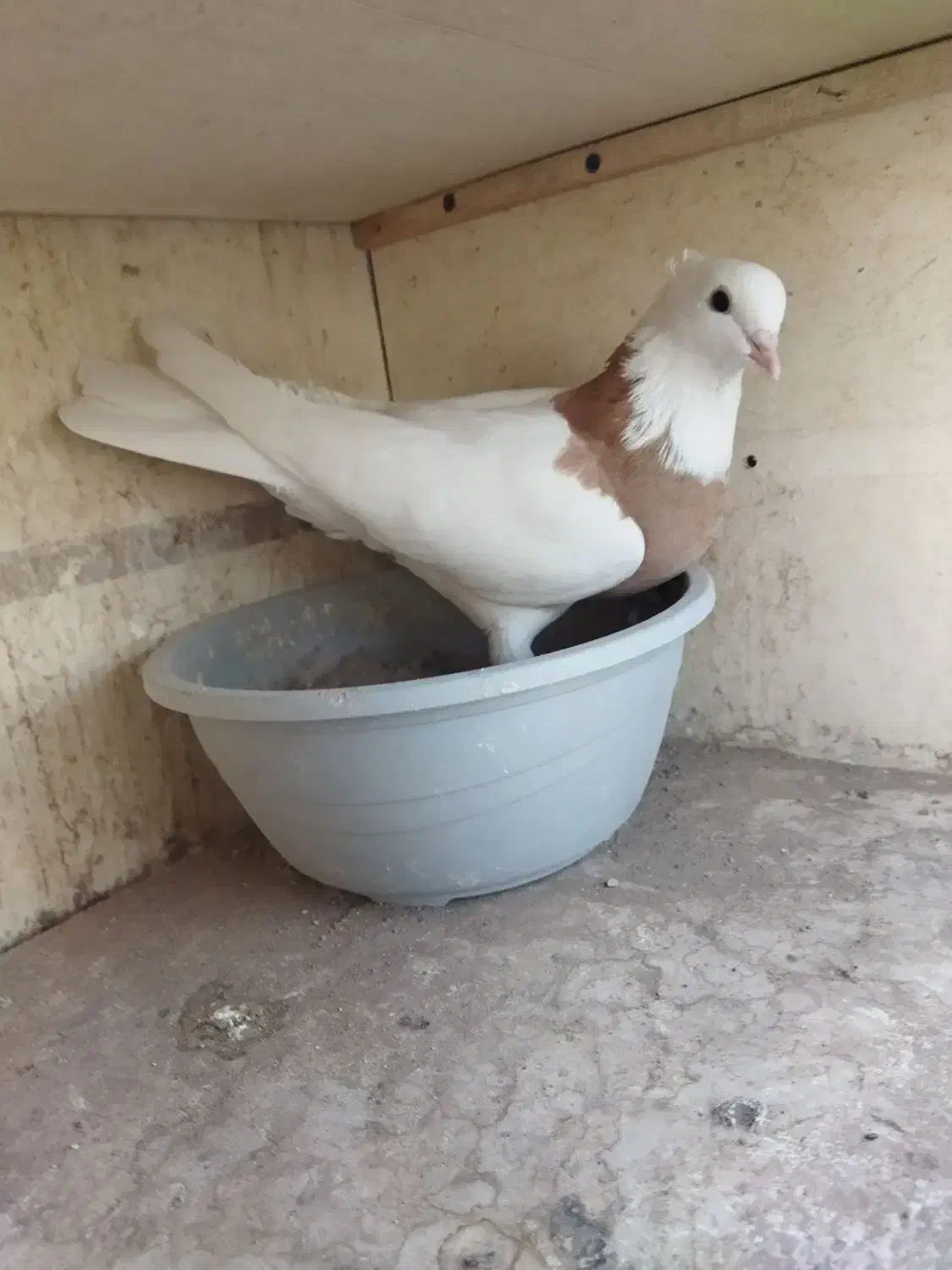 کبوتر پرشی|پرنده|سمنان, |دیوار