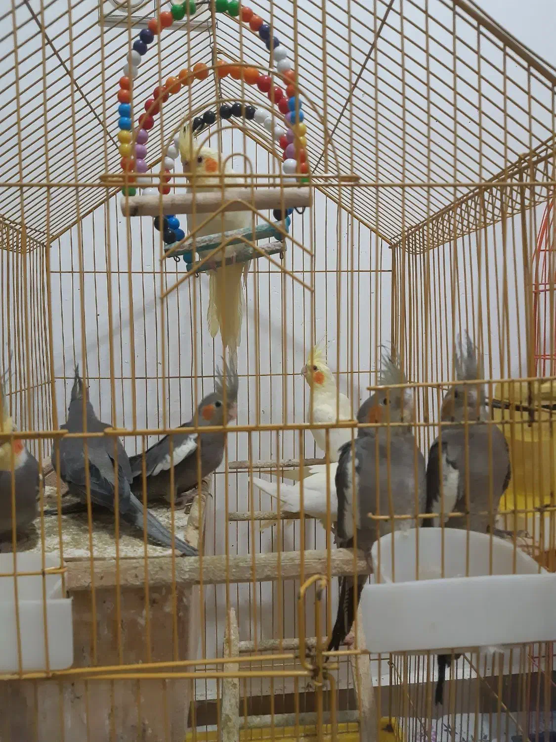 عروس هلندی|پرنده|رشت, لاکان|دیوار