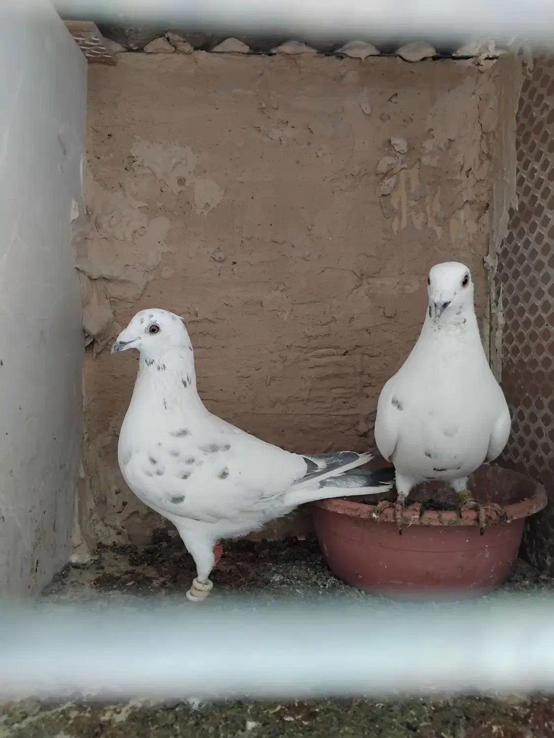 ۱۱ جفت آلمانی وحش اتم|پرنده|بیرجند, |دیوار