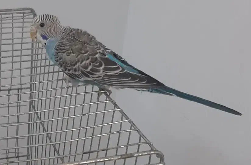 مرغ عشق جوان|پرنده|قم, پردیسان|دیوار