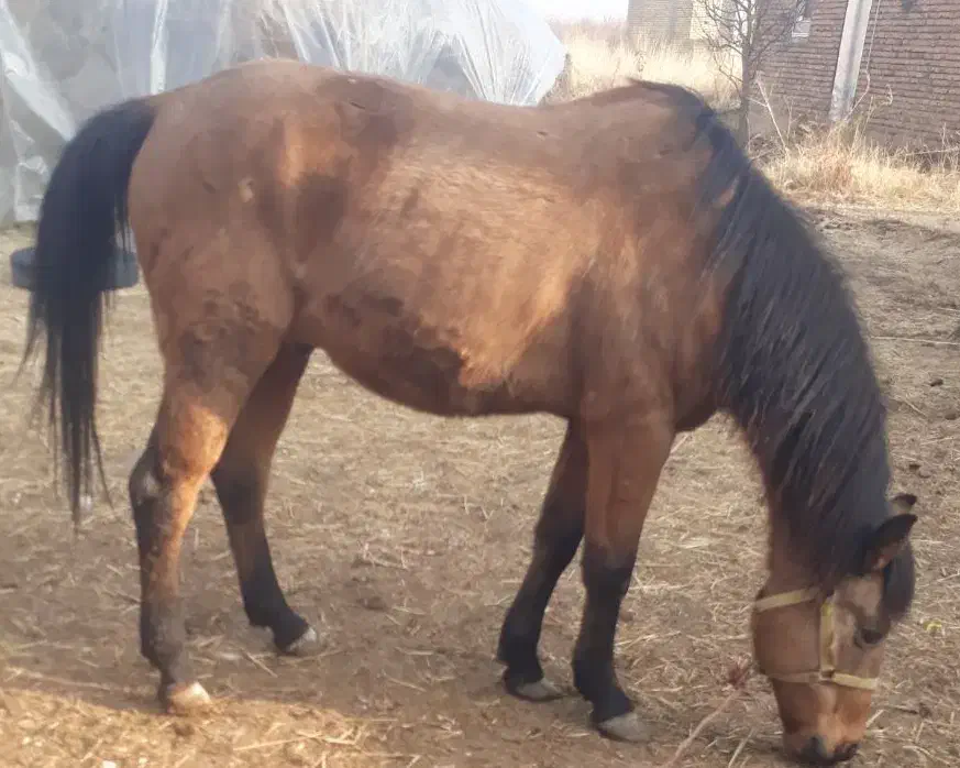 یخته باری سواری|اسب و تجهیزات اسب‌سواری|سیلوانه, |دیوار