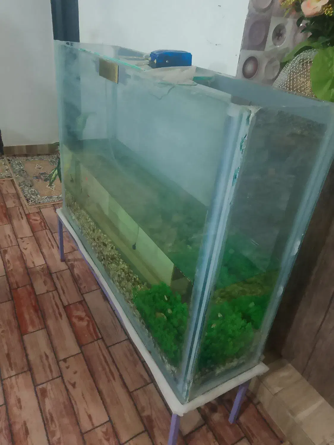 آکواریوم ماهی با وسایل کامل|ماهی|میاندوآب, |دیوار