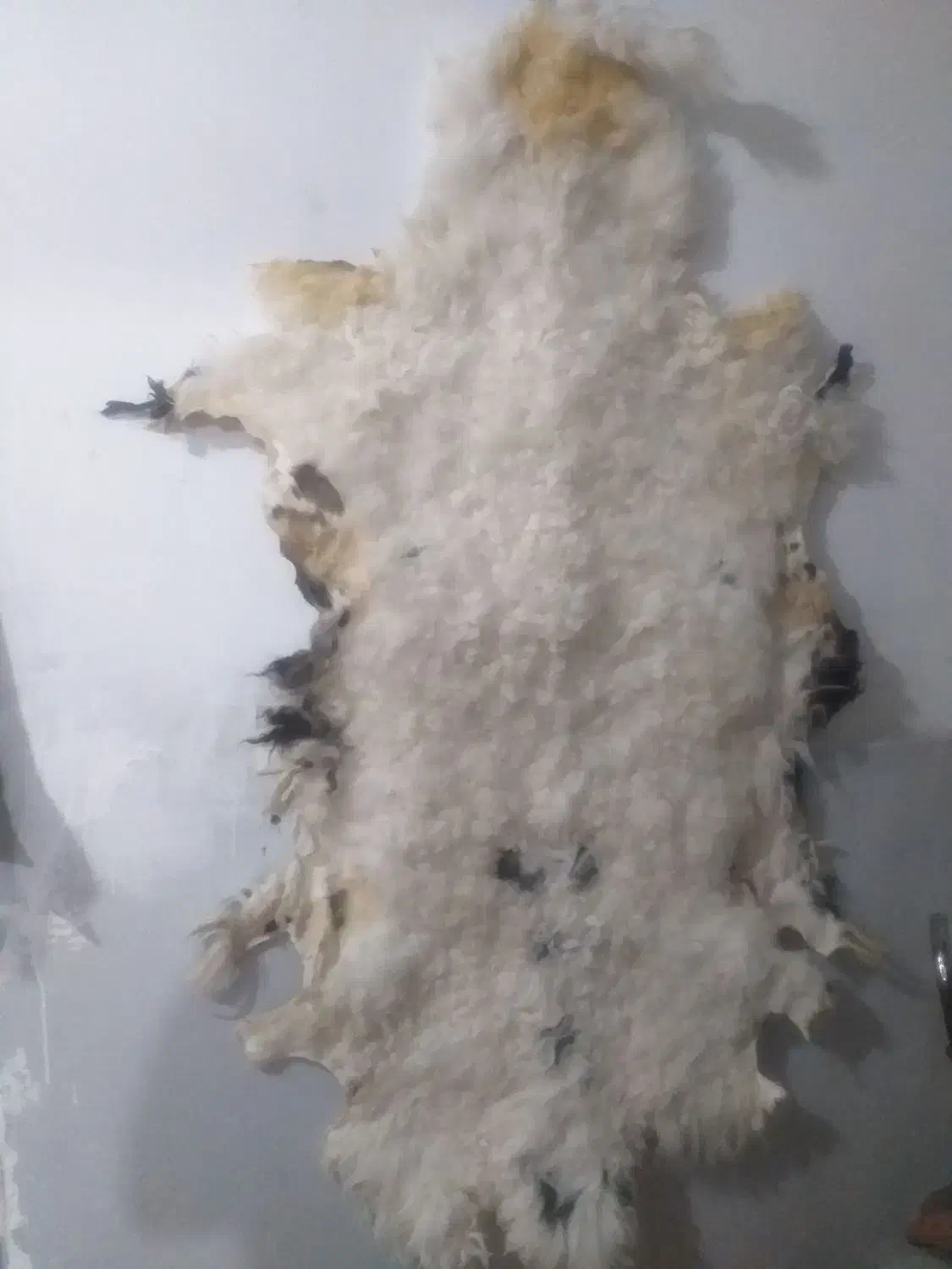 پوست بره نر ینه سفید وفرفری|پادری|مشهد, شهید آوینی|دیوار