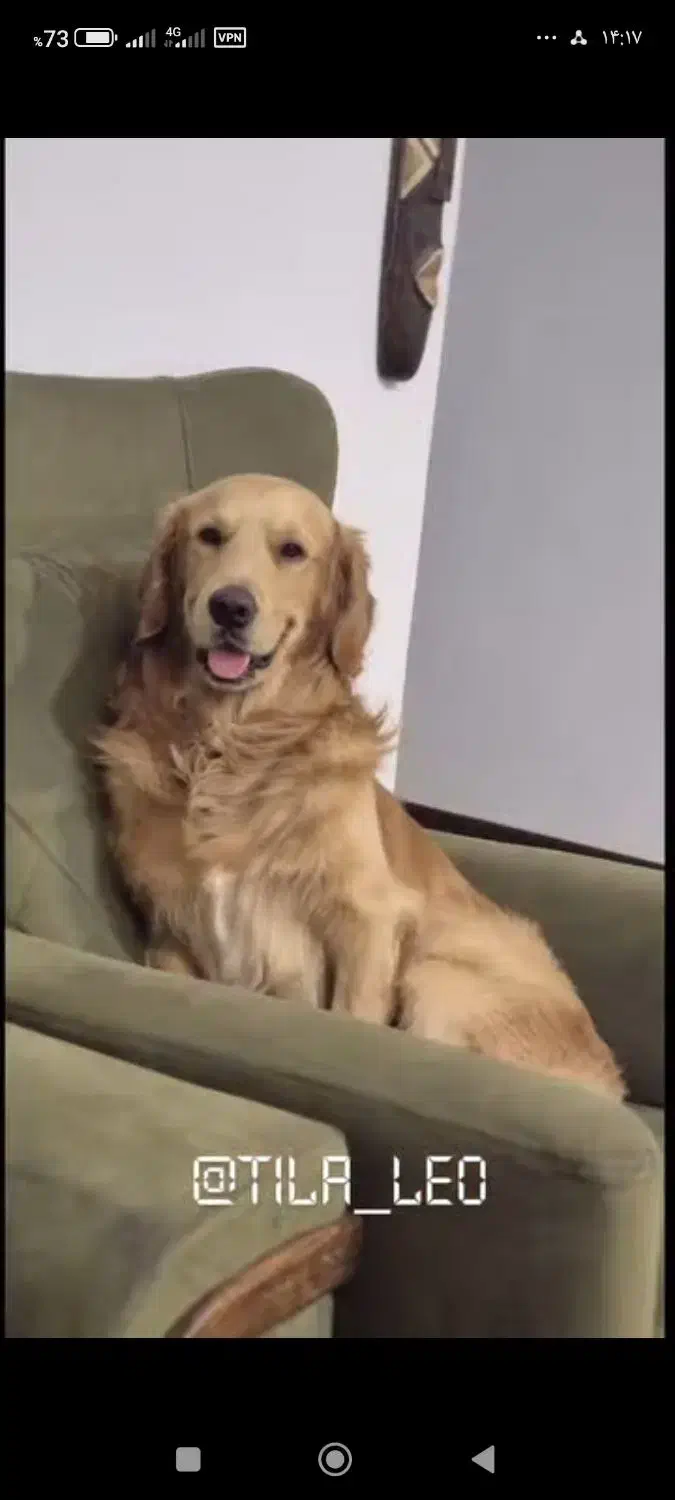 سگ گلدن|سگ|گرمدره, |دیوار