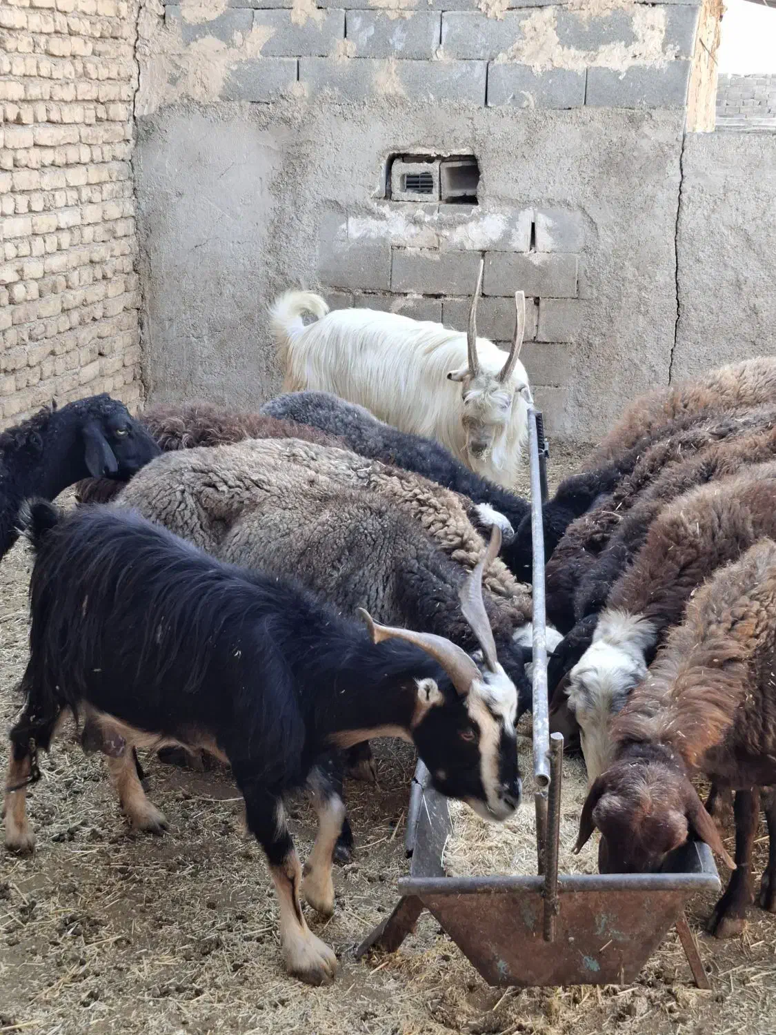 میش و بز و بزغاله چاق|حیوانات مزرعه|پاکدشت, پاکدشت (مامازند)|دیوار