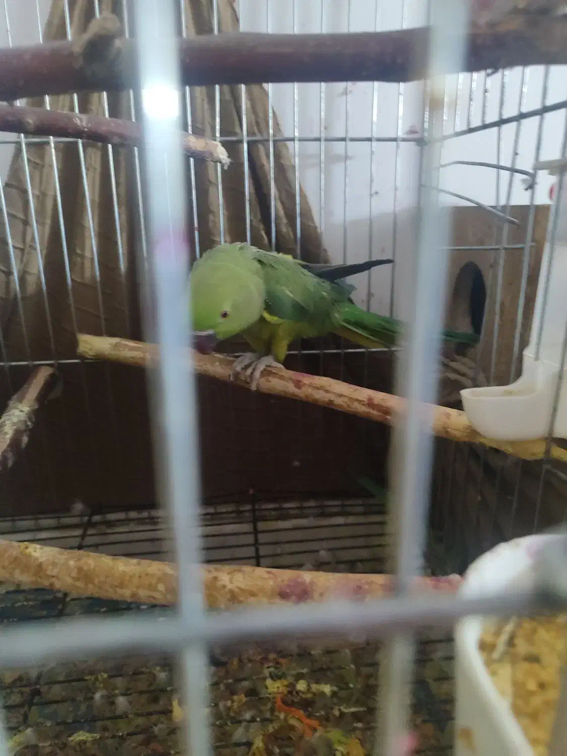 یک جفت توتی ملنگو|پرنده|فردیس, شهرک ۱۱۰|دیوار