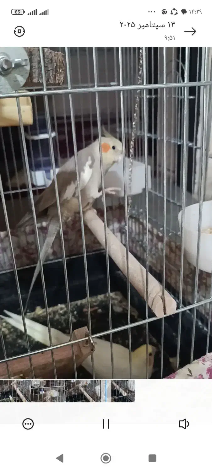 عروس هلندی گمشده|حیوانات|نورآباد, |دیوار