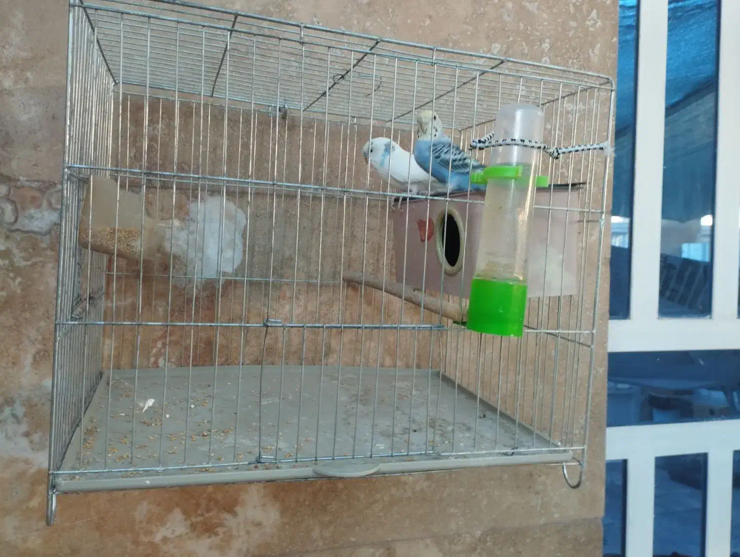 مرق عشق|پرنده|شیراز, کوشک میدان|دیوار