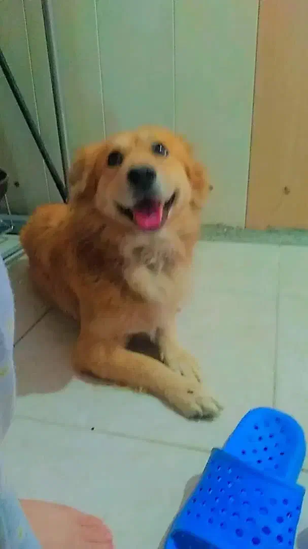 سگ نژاد کورگی اشپیتز|سگ|فردیس, سرحد آباد|دیوار