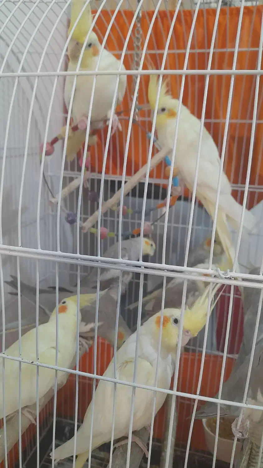 عروس هلندی|پرنده|شاهدشهر, |دیوار