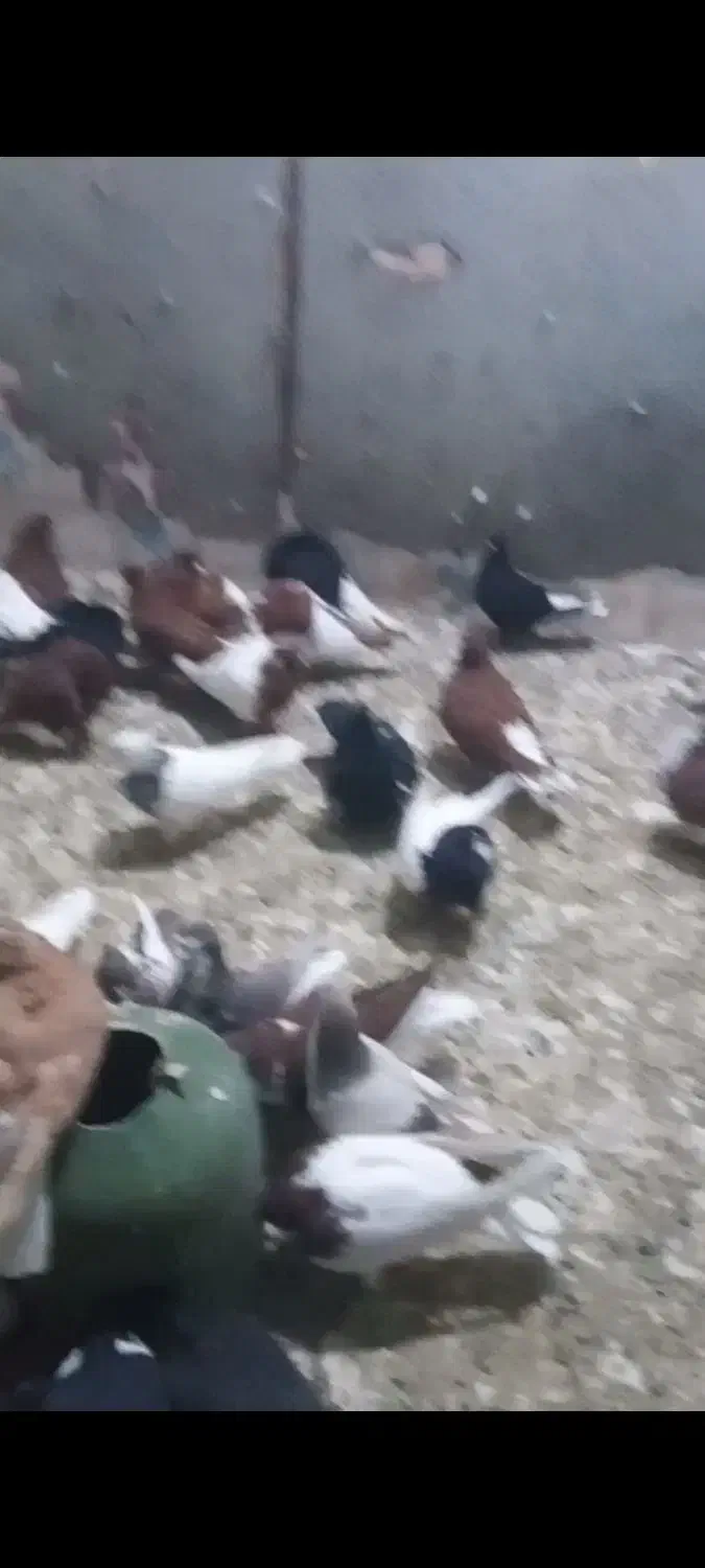 کفتر رنگی|پرنده|بندر ماهشهر, |دیوار