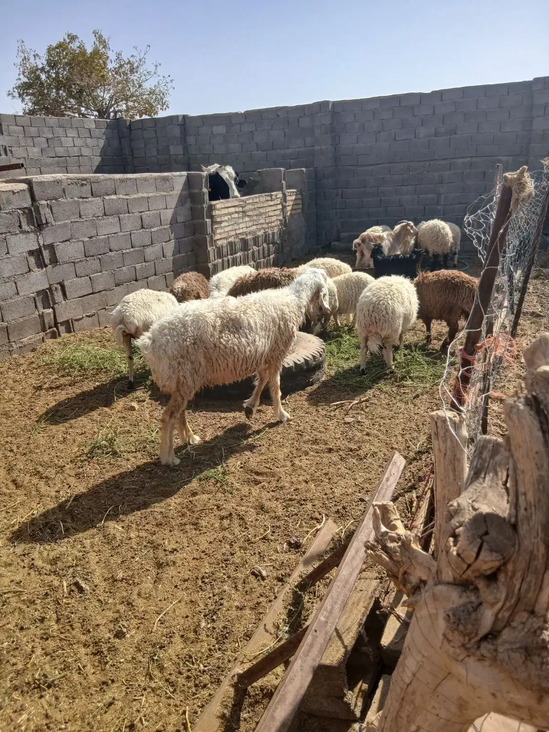 بره نر و ماده و میش|حیوانات مزرعه|آیسک, |دیوار