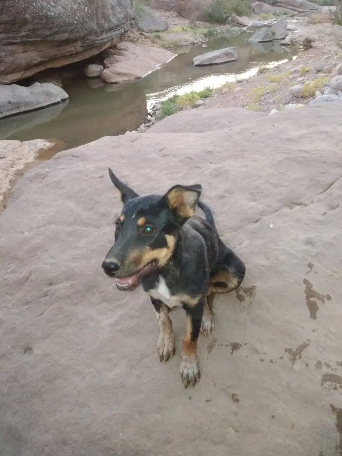 سگ خارجی|سگ|آبدانان, |دیوار